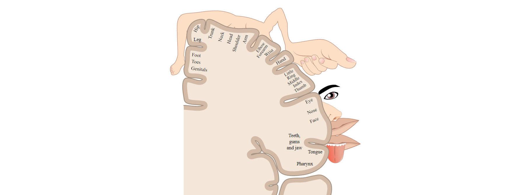 Homunculus brain map, showing the size of the parts of the body as mapped in the adult human brain