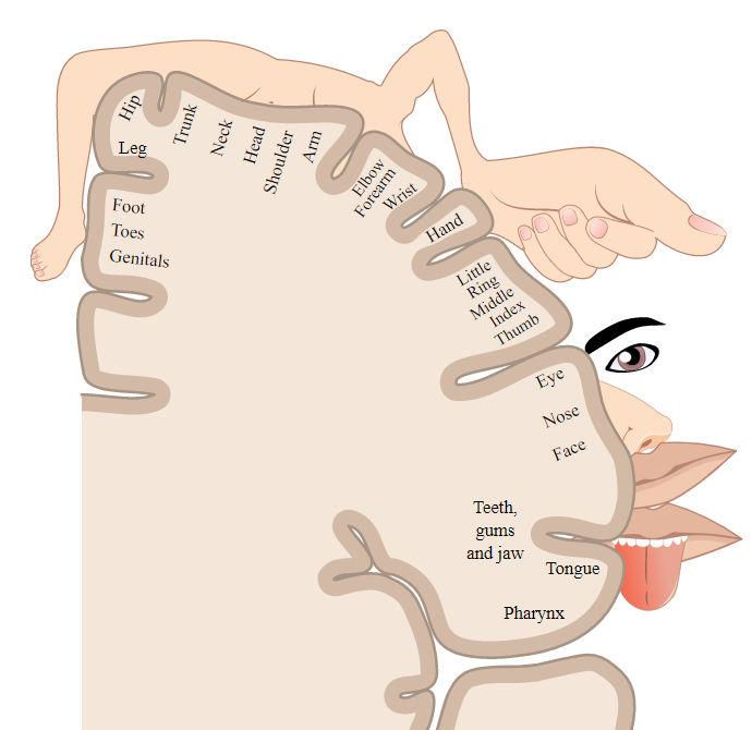 Homunculus brain map, showing the relative size of body parts in the brain map of each person's body